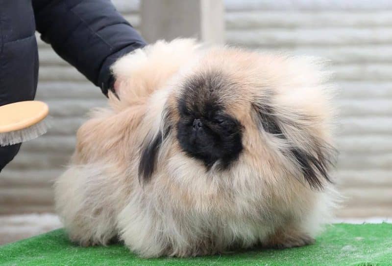 cuidados específicos del pelaje del pekinés