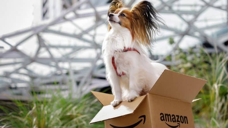 curiosidades del perro papillon o continental toy spaniel