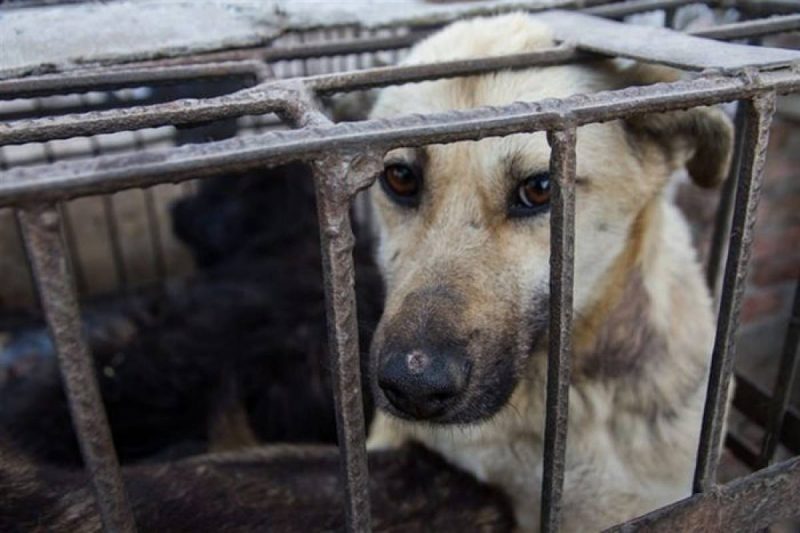 desventajas de las jaulas para perros