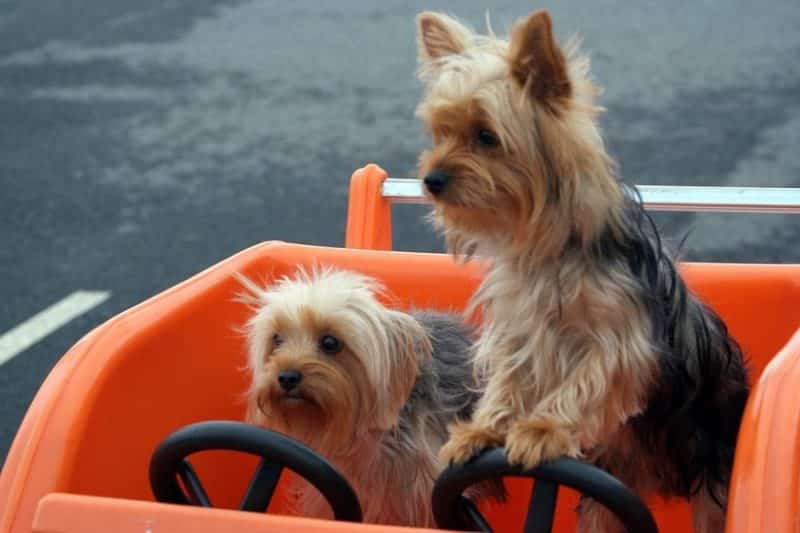 disfrutas el paseo con seguridad en un remolque para perros