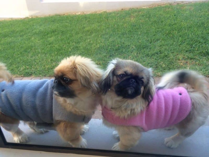 edad para cruzar a un perro pekines