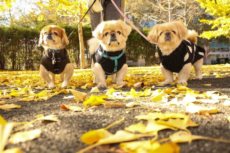 ejercicios para un perro pekines