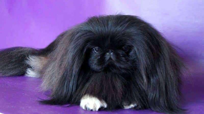 el pekinés miniatura o pekines de manga