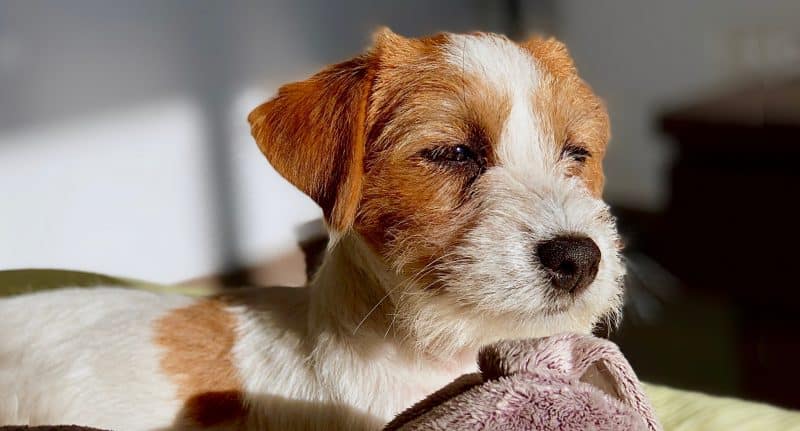 enfermedades comunes del parson russell terrier
