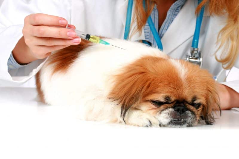 enfermedades que afectan el cuerpo del pekinés