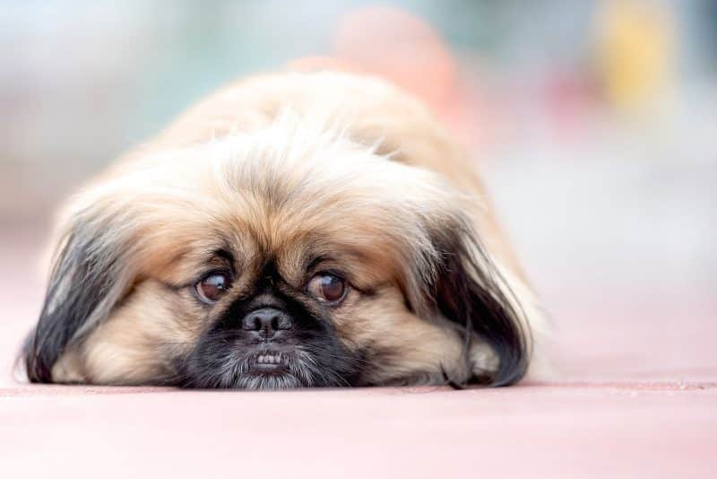 enfermedades que afectan los ojos del pekinés