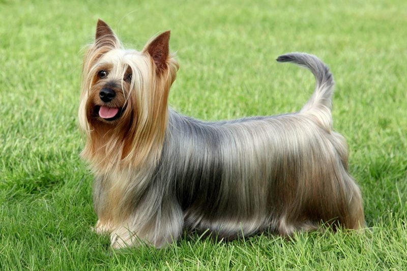 esperanza de vida del australian silky terrier