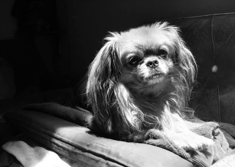 esperanza de vida del perro pekines