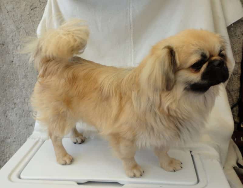 extremidades del perro pekines