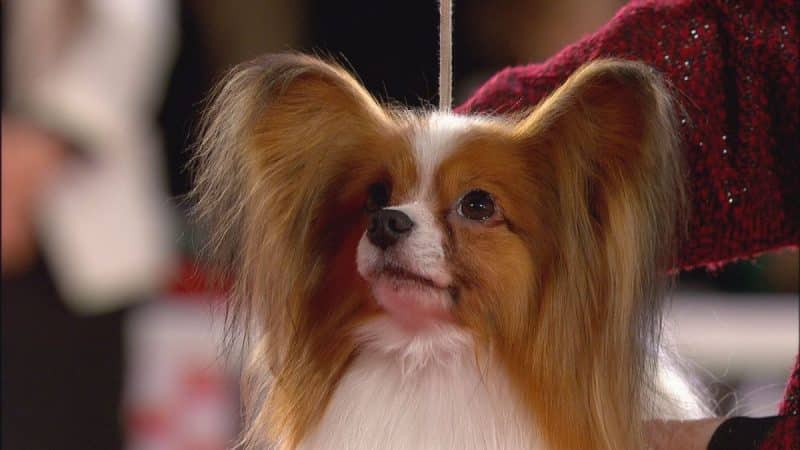 foto de un perro papillon junto a su amo mirando hacia arriba