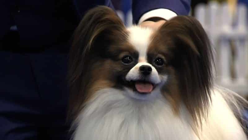 foto frontal de un perro papillon