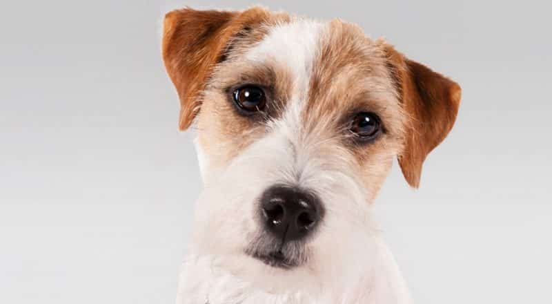 fotos de parson russell terrier