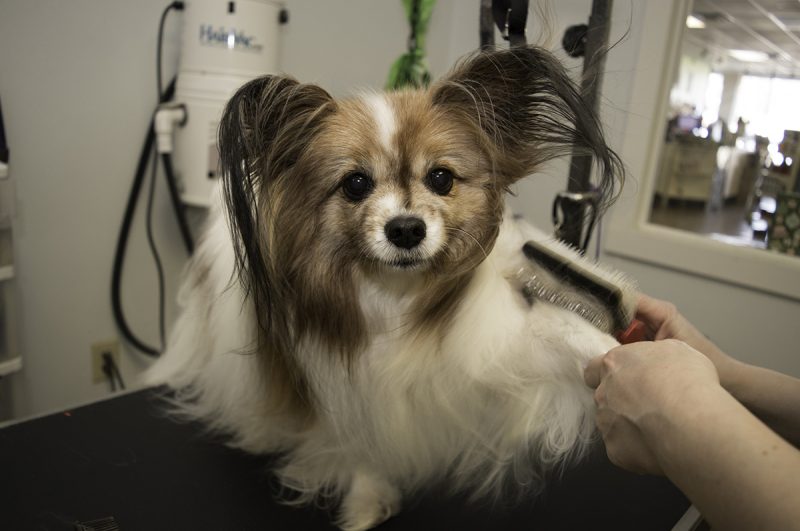 higiene en perro papillon