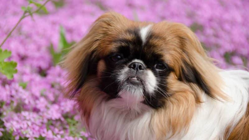 imagenes de perros pekines