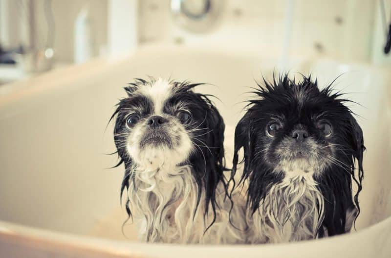 limpieza e higiene del pekinés