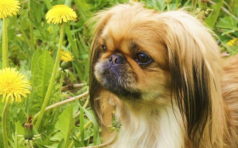 orejas del perro pekines