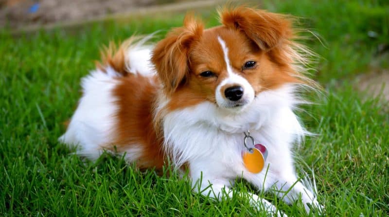 orígenes del perro papillon o continental toy spaniel