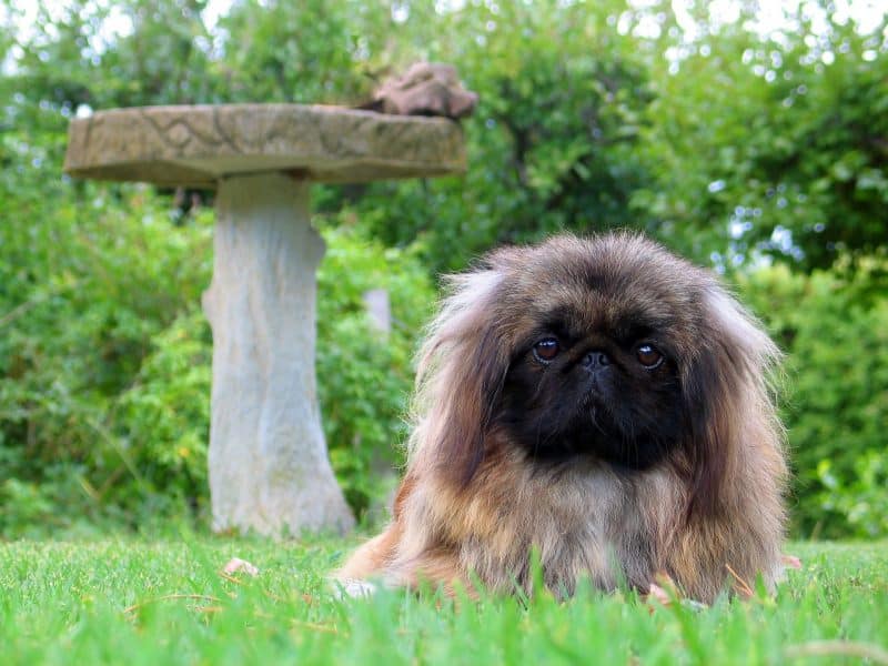 orígenes del perro pekines