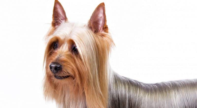 otros nombres del australian silky terrier