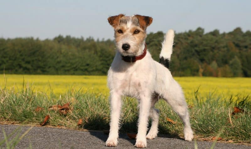 otros nombres del parson russell terrier
