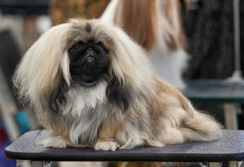 otros nombres del perro pekines