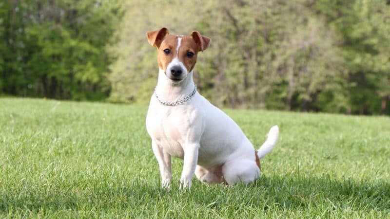 parson russell terrier