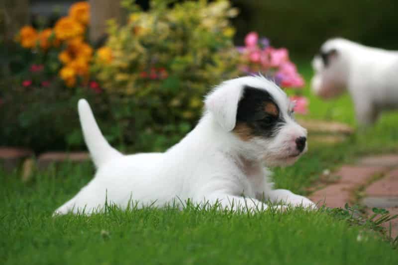 parson russell terrier cachorro