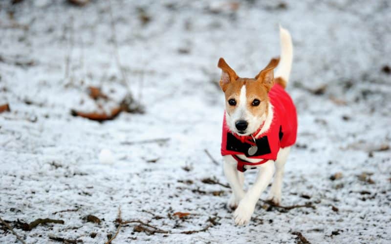 parson russell terrier en la nieve