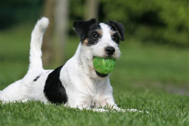 parson russell terrier jugando