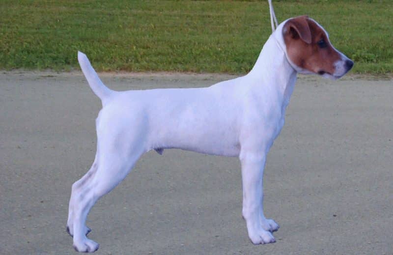 parson russell terrier lateral
