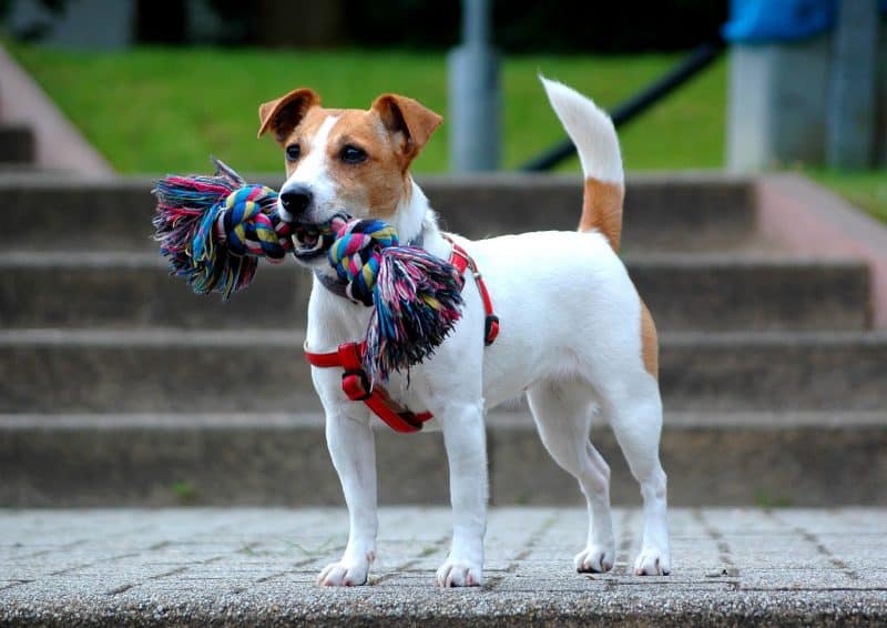 parson russell terrier mordiendo una cuerda