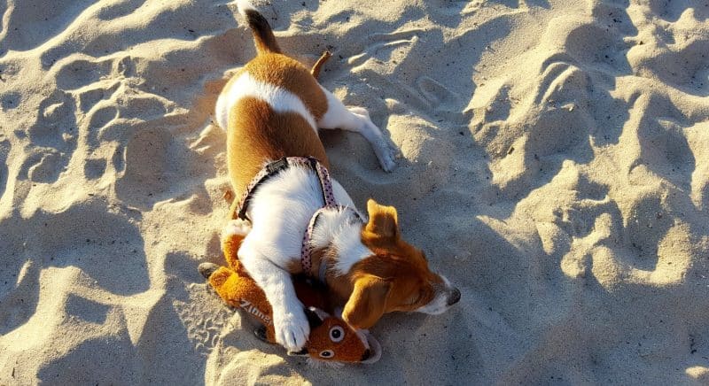 pelaje del parson russell terrier