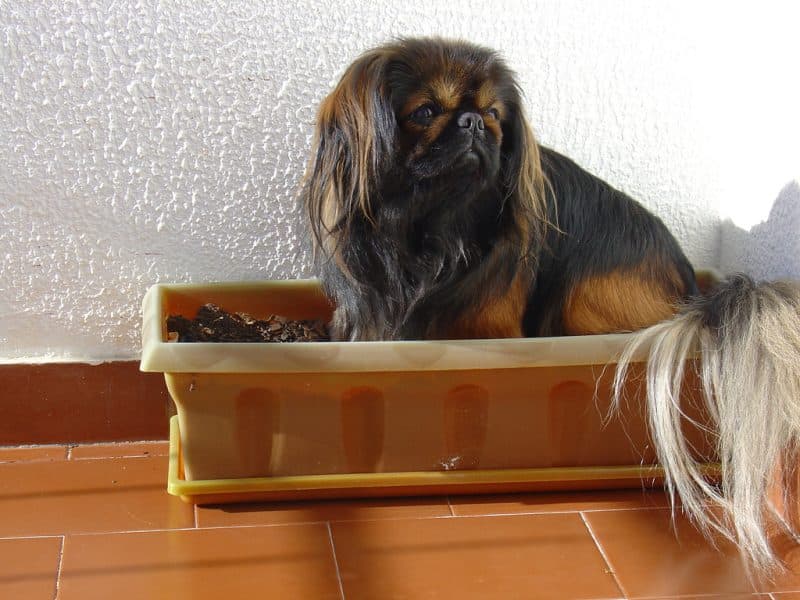 periodo de gestación del perro pekines