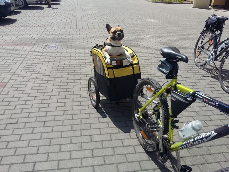perro disfrutando su remolque para perros