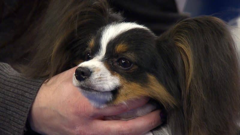 perro papillon en brazos de su amo
