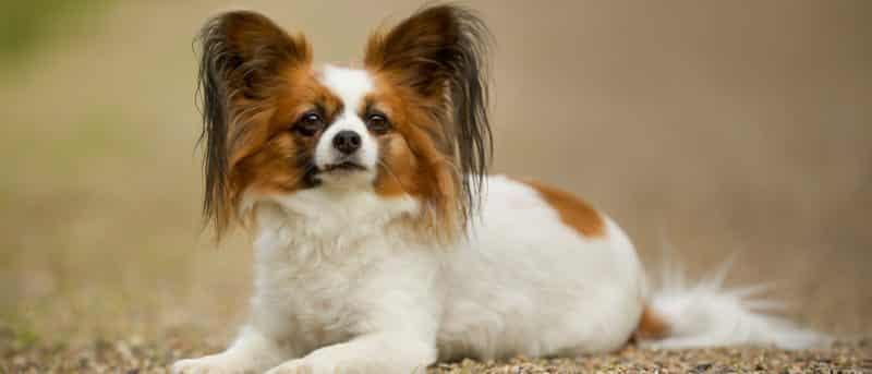perro papillon estándar