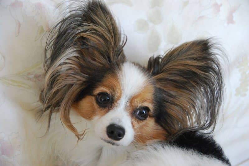 perro papillon estándar
