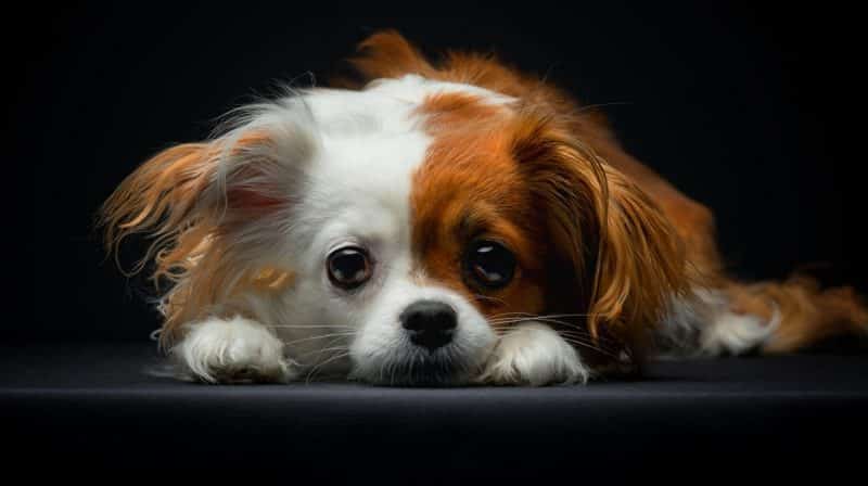 perro papillon phalene