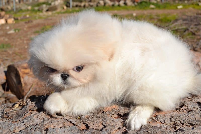 perro pekinés blanco