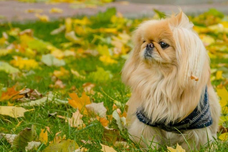 perro pekines cabeza de león