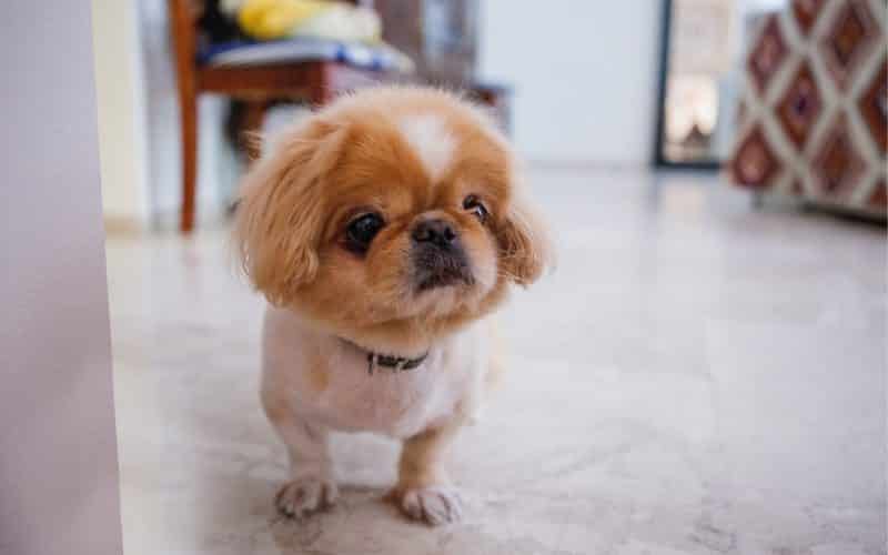 perro pekines cachorro