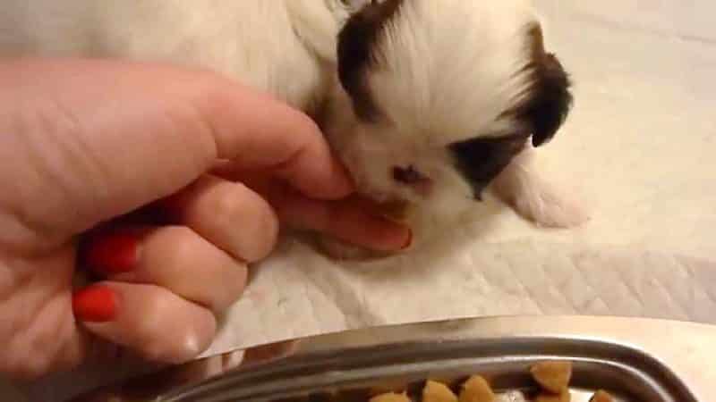 perro pekines cachorro