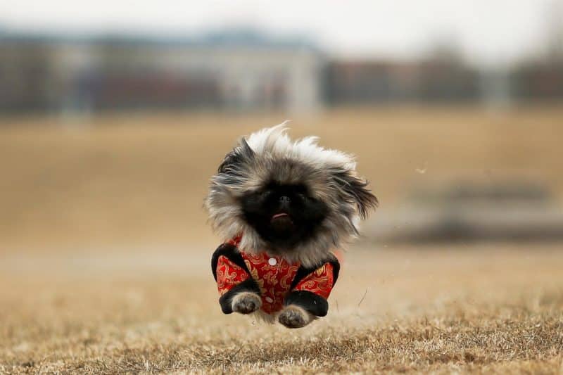perro pekines corriendo