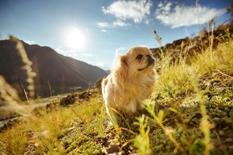 perro pekines en campo