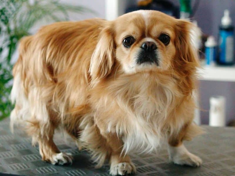 perro pekines en venta
