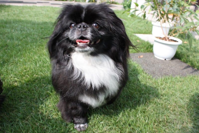 perro pequinés blanco y negro