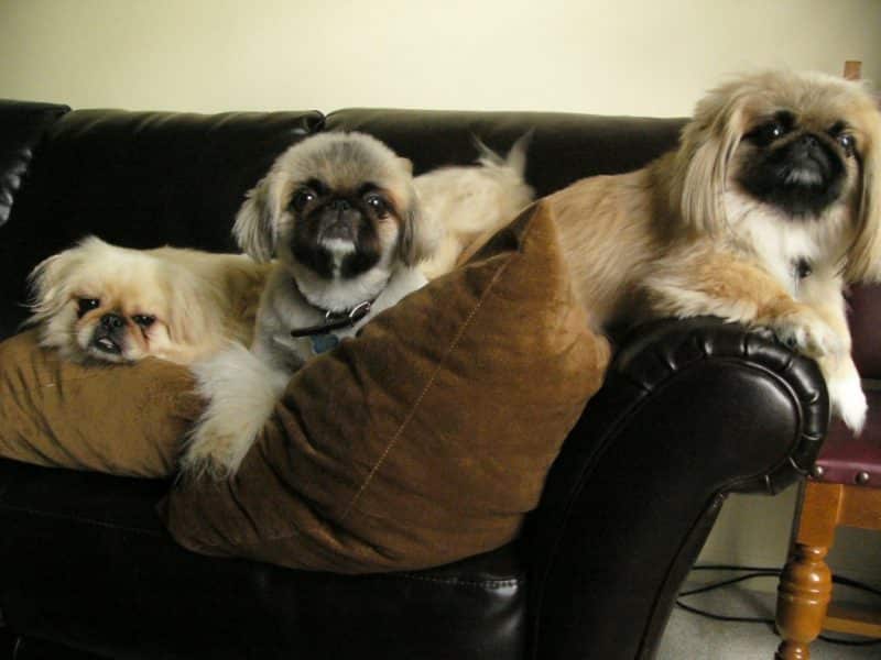 perros de raza pekines
