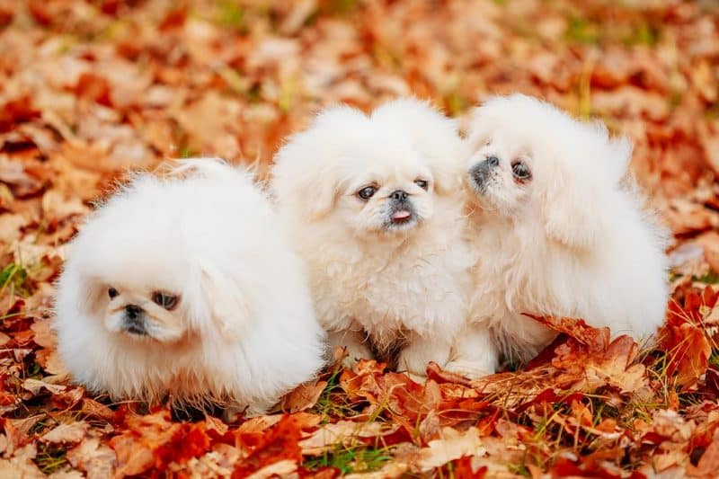 perros pekineses