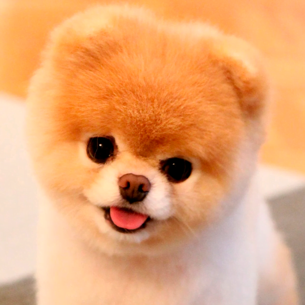 pomerania toy raza perro