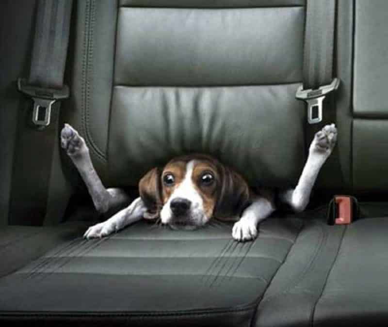 por que es importante y necesario usar el remolque para perros